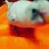 ふぉい