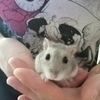 めぐさんのプロフィール画像