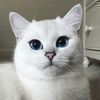 チャイさんのプロフィール画像