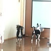 たくのしっぽさんのプロフィール画像