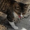 ししまるさんのプロフィール画像