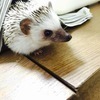 ウメマツ