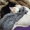 猫のママさんのプロフィール画像
