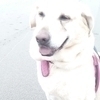 ゴルラブ