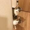 猫山さんのプロフィール画像