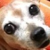 もみじ