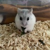 たこさんのプロフィール画像