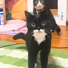 ねこずきさんのプロフィール画像