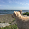 麦さんのプロフィール画像