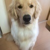ゴールデンさんのプロフィール画像