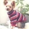 チェルシーさんのプロフィール画像
