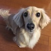 ハニスケさんのプロフィール画像