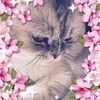 桜子さんのプロフィール画像