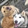 ゴールデンハスキーさんのプロフィール画像