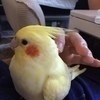 しろうさんのプロフィール画像