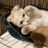 キューピーさんのプロフィール画像