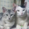 しまじろうさんのプロフィール画像