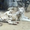 しむさんのプロフィール画像