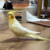 kaedeさんのプロフィール画像