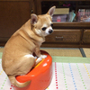 妖怪くんさんのプロフィール画像