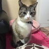 那妓さんのプロフィール画像