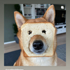 犬パンさんのプロフィール画像