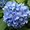 ホノさんのプロフィール画像