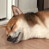 ふーーけさんのプロフィール画像