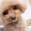 ここあさんのプロフィール画像