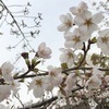 housenanjoさんのプロフィール画像