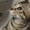 あかあかさんのプロフィール画像