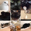めけたんさんのプロフィール画像