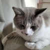 まぁにゃん