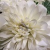marileinさんのプロフィール画像