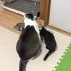 ココナッツミルクさんのプロフィール画像