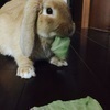なのはむしさんのプロフィール画像