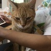 しのさんのプロフィール画像