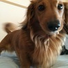 ICHIOさんのプロフィール画像