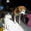 catsandogsさんのプロフィール画像