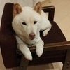 二児の父さんのプロフィール画像