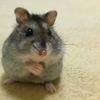 toshiさんのプロフィール画像