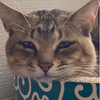 クマゴロウさんのプロフィール画像