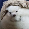凜