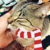 あんぱぱんさんのプロフィール画像