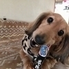Ashさんのプロフィール画像
