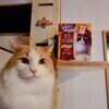 としおさんのプロフィール画像