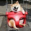 ダック・Dさんのプロフィール画像