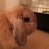 香流さんのプロフィール画像