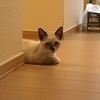 かるかりさんのプロフィール画像