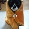 コーちゃんさんのプロフィール画像